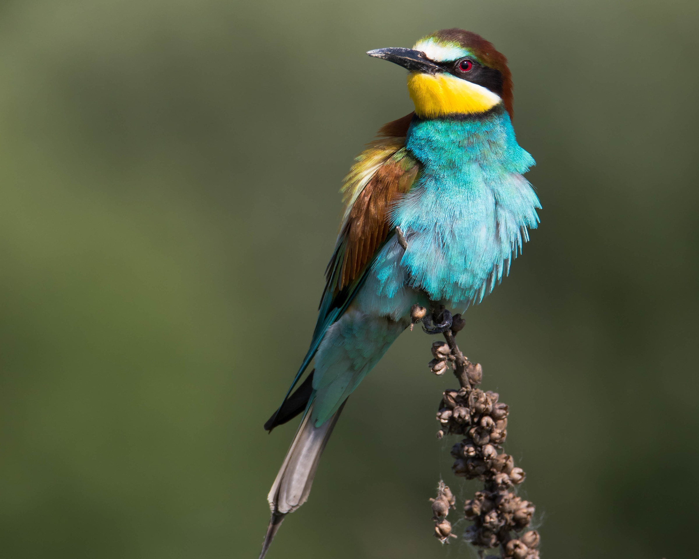 Bee Eater