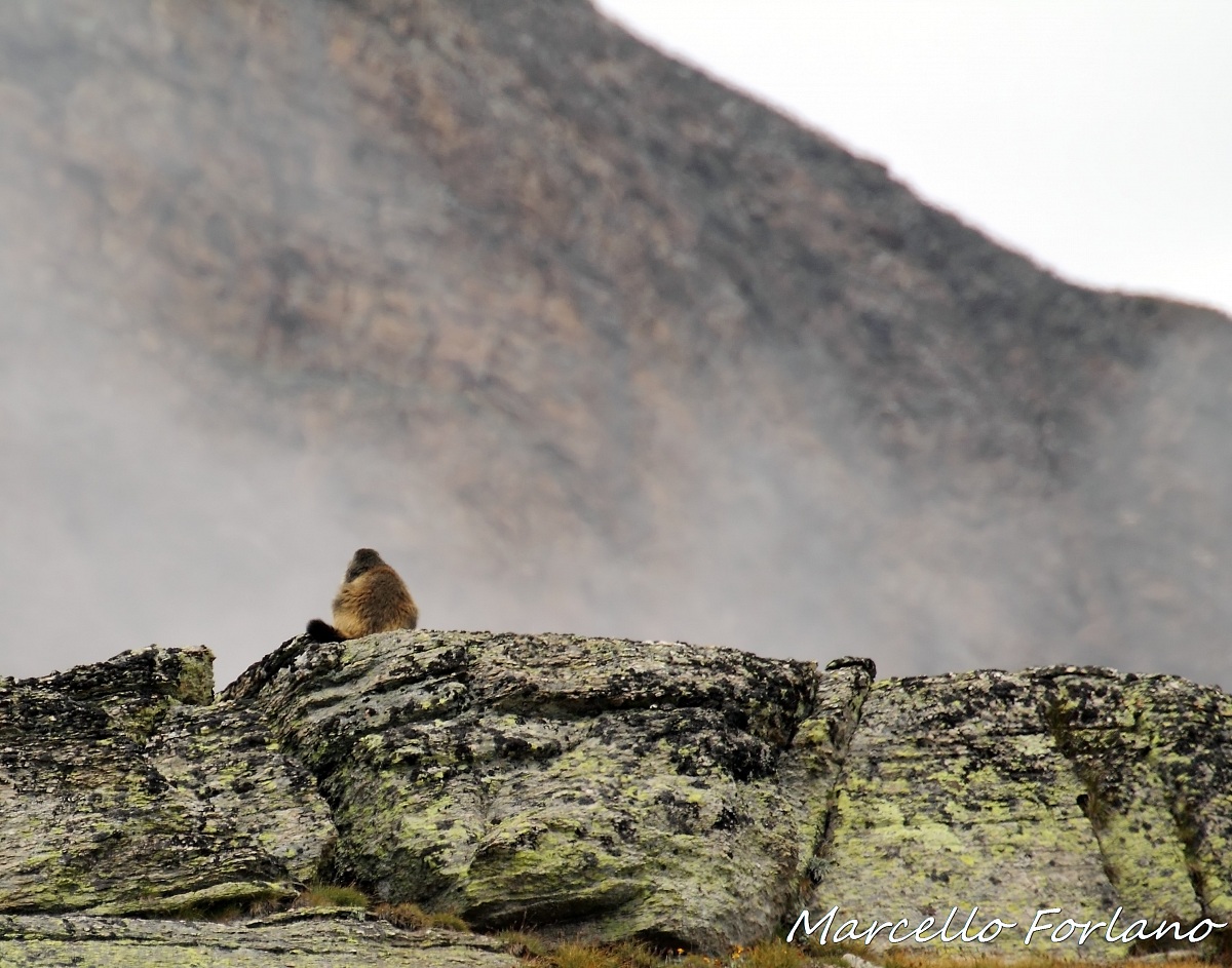 marmotta pensierosa