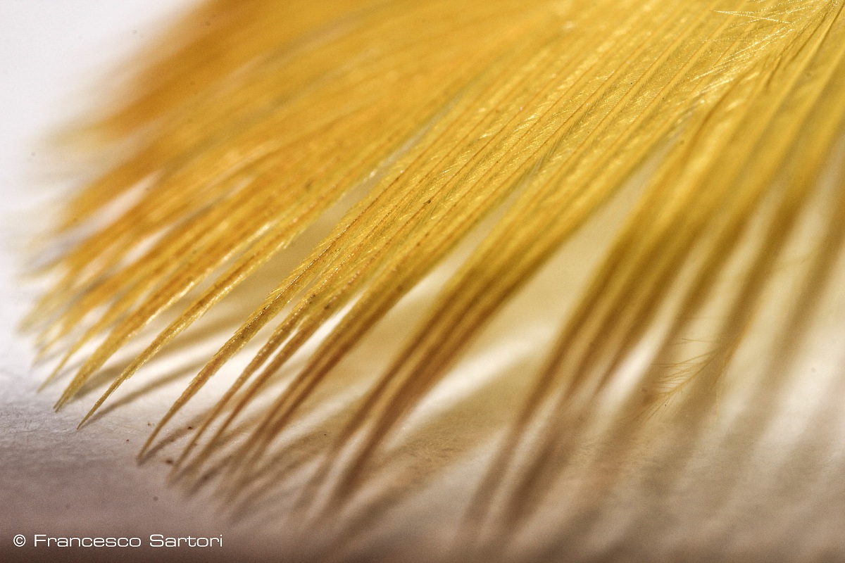 Beard of a parrot feather