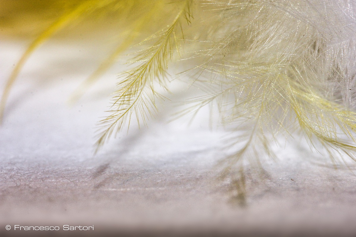 Barbula di una piuma di pappagallo