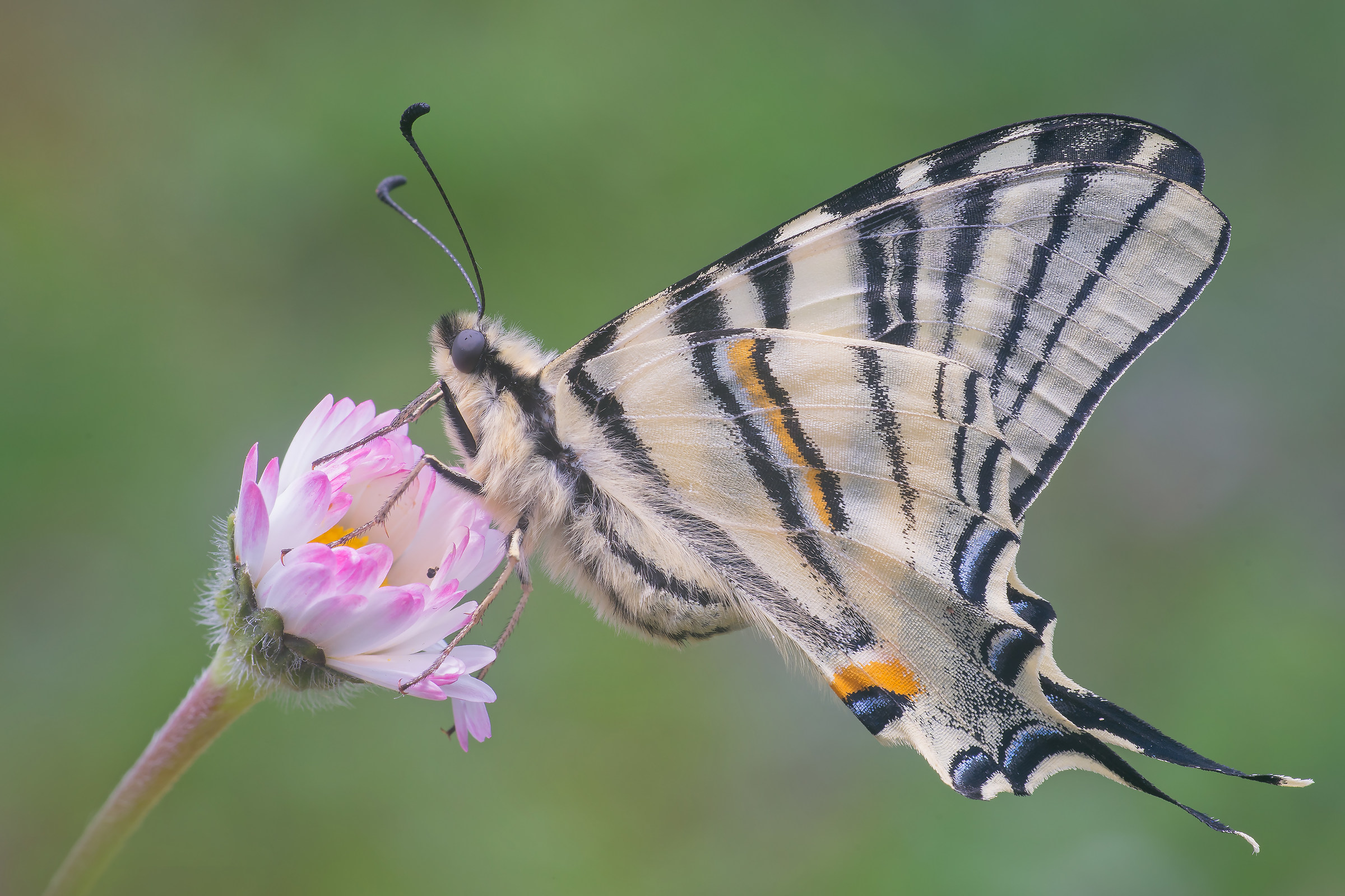 Scarce Swallowtail on flower