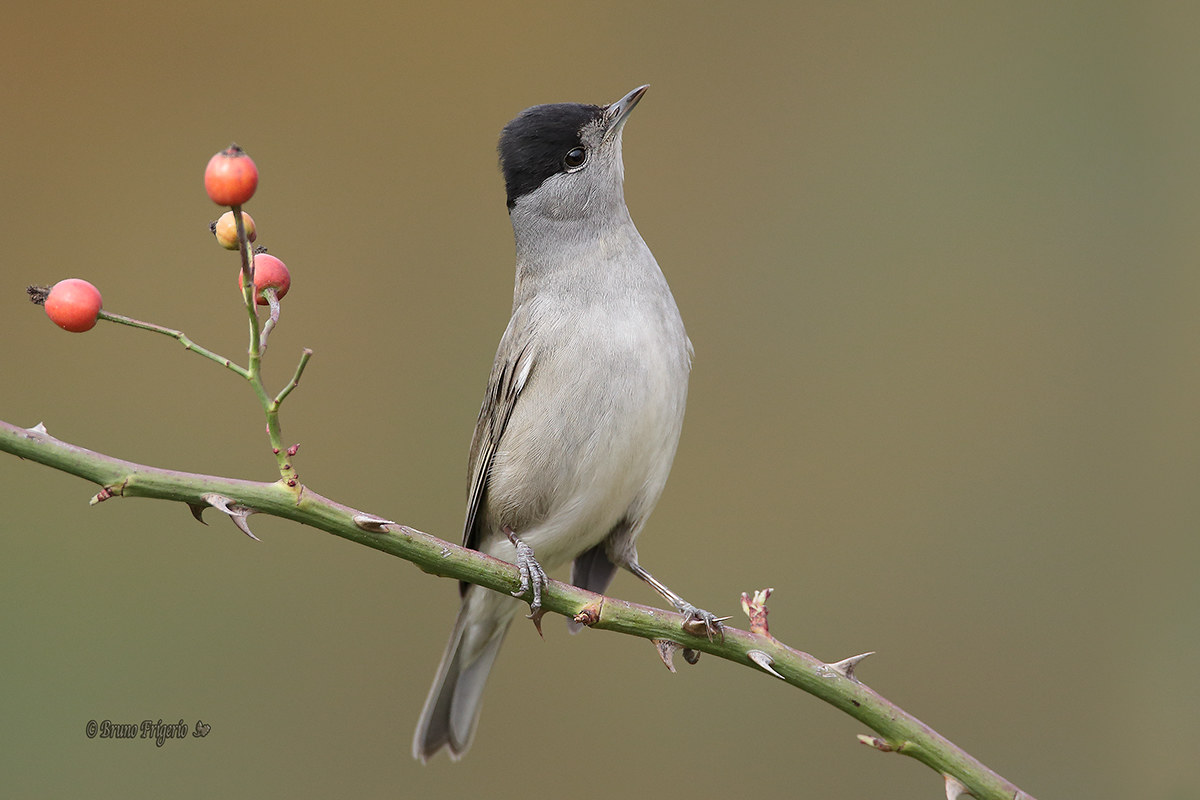 blackcap, who is