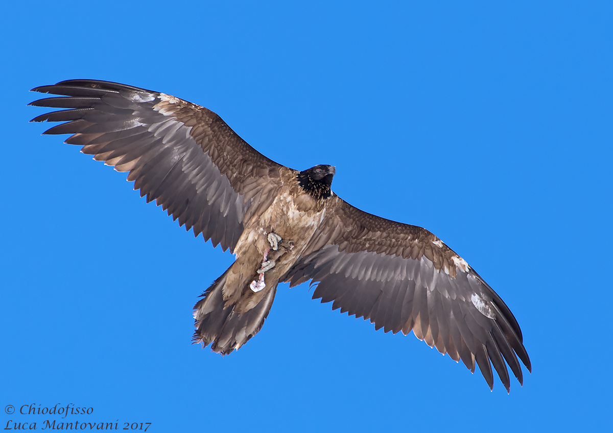 Finalmente il Gipeto!