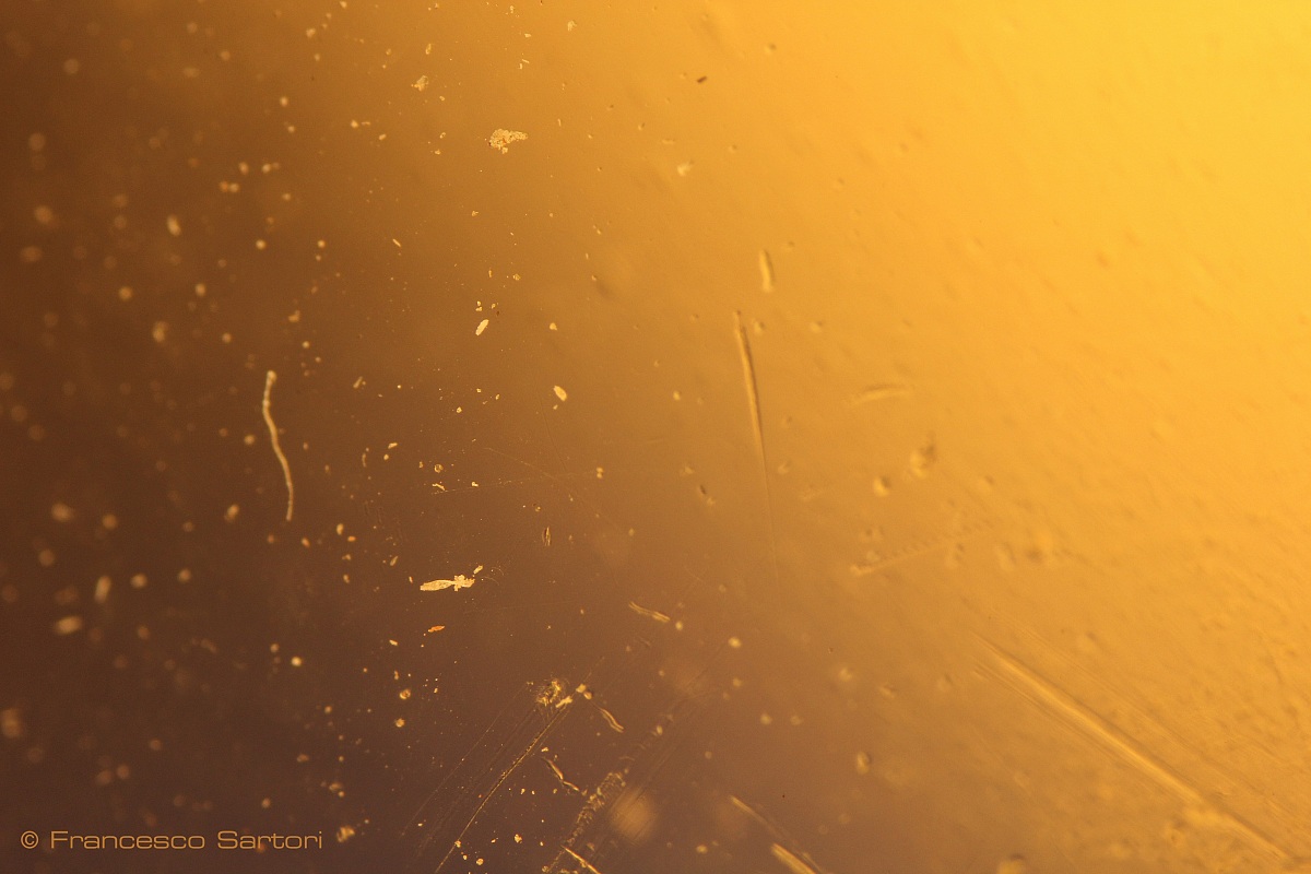 Vetro degli occhiali da sole