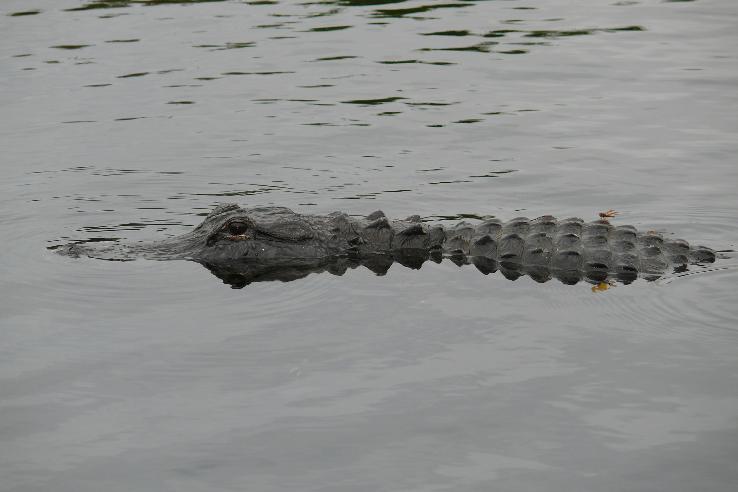 Alligator