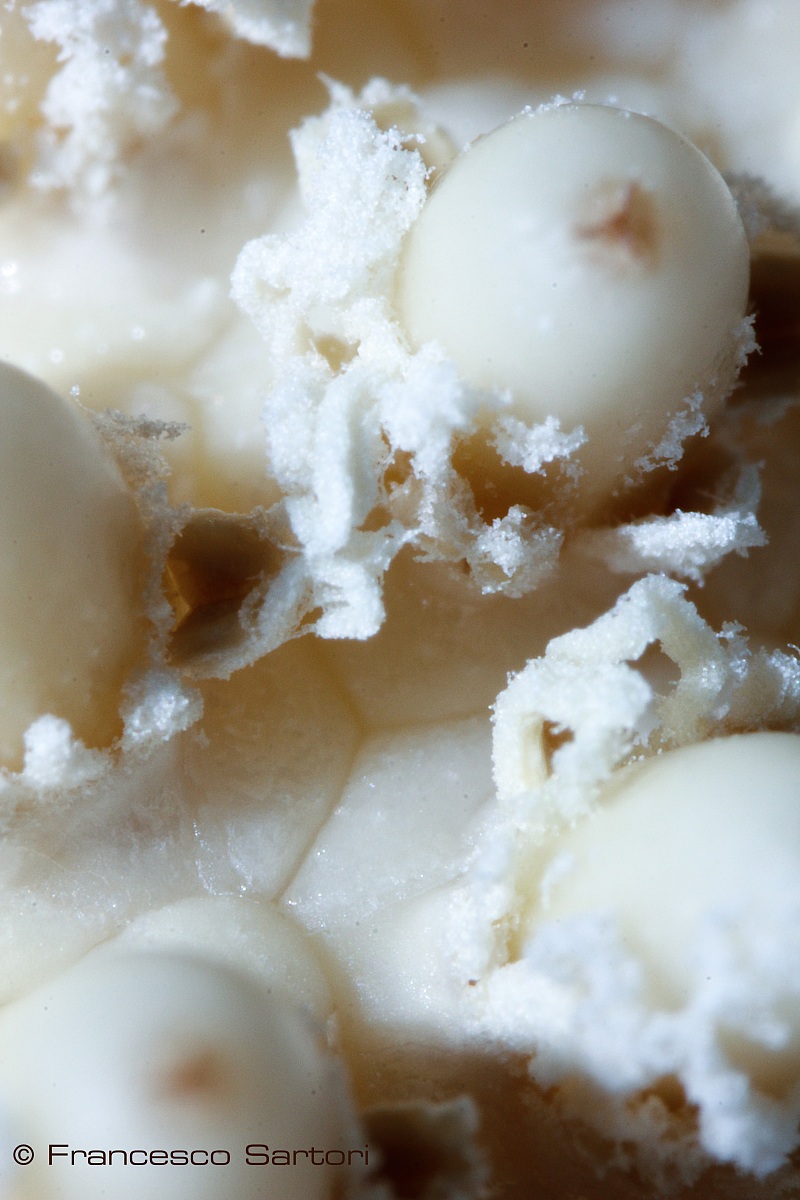 stilo stigma e stammi ...