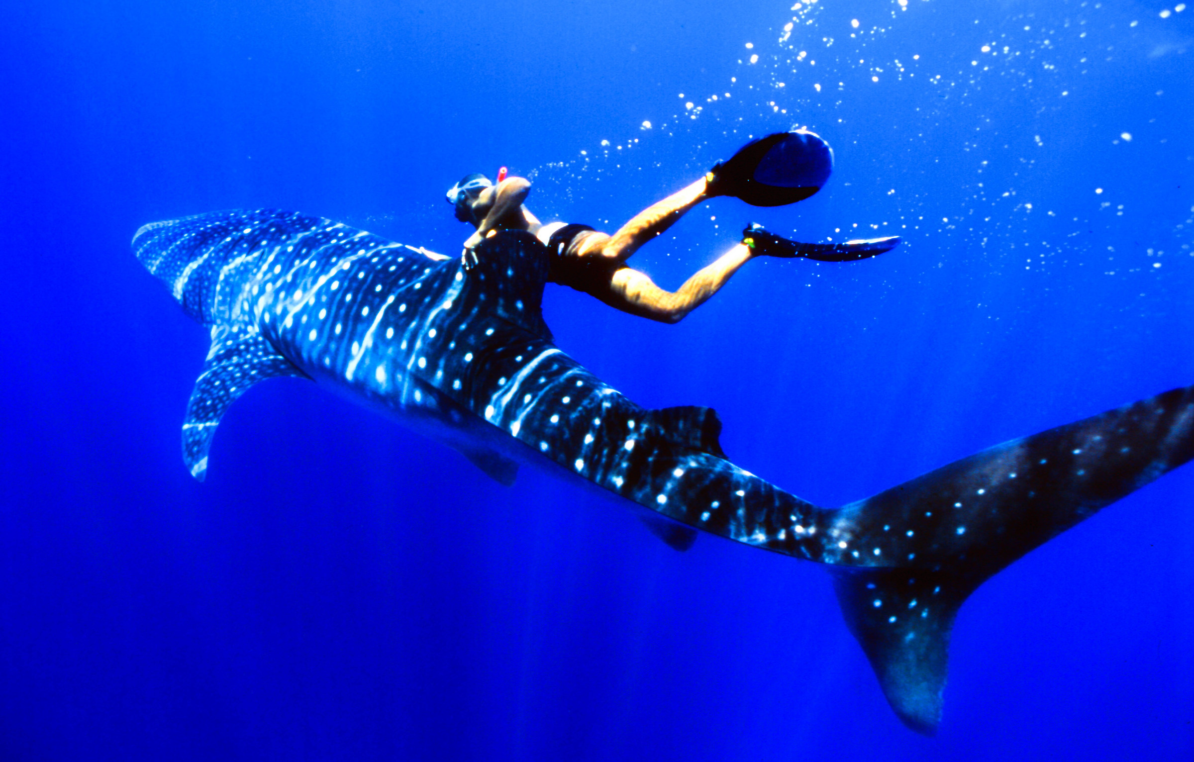 The whale shark
