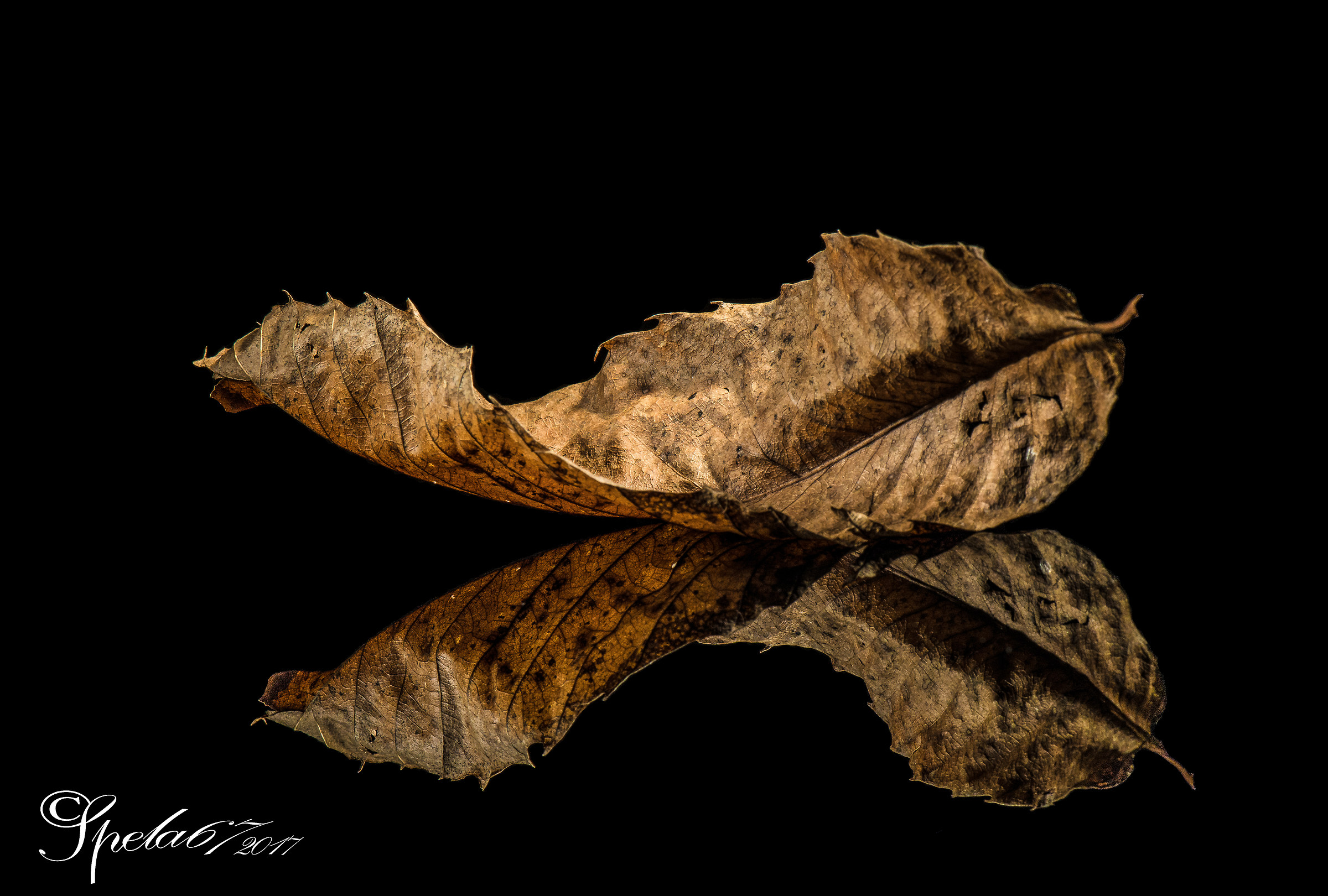 The leaf