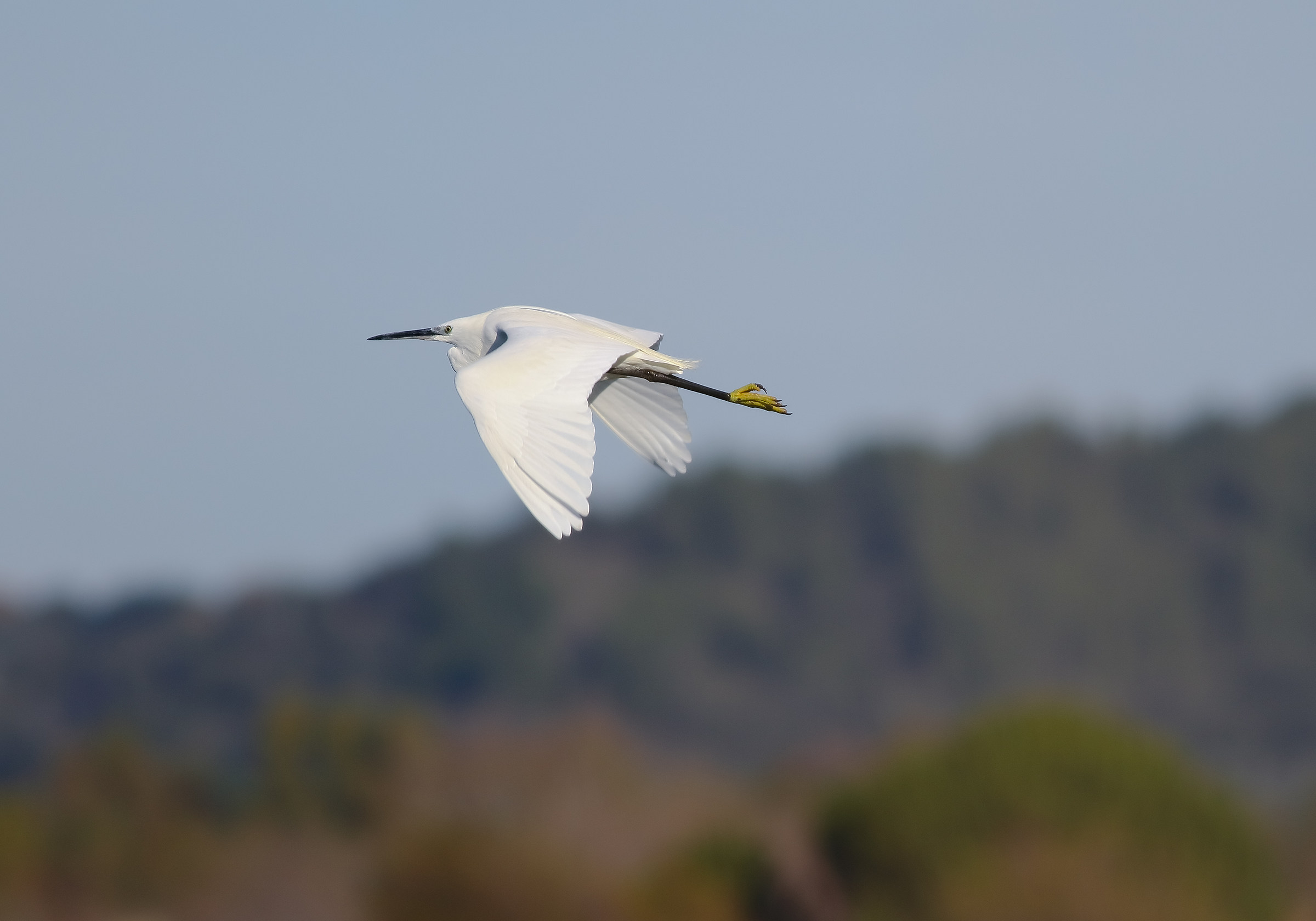 Egret in Flight