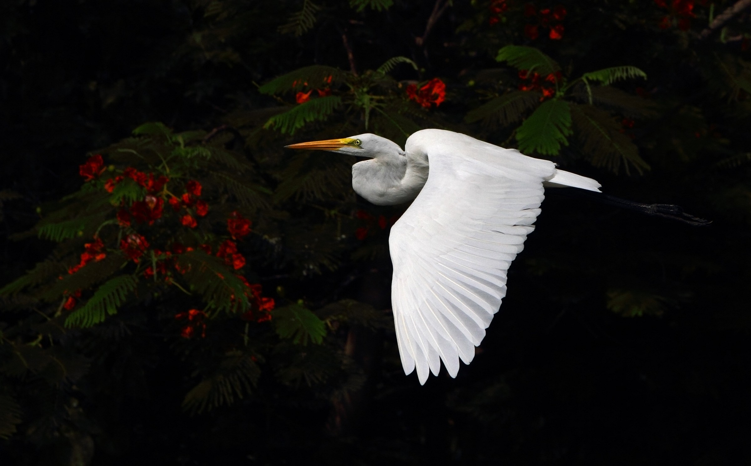 Airone bianco maggiore