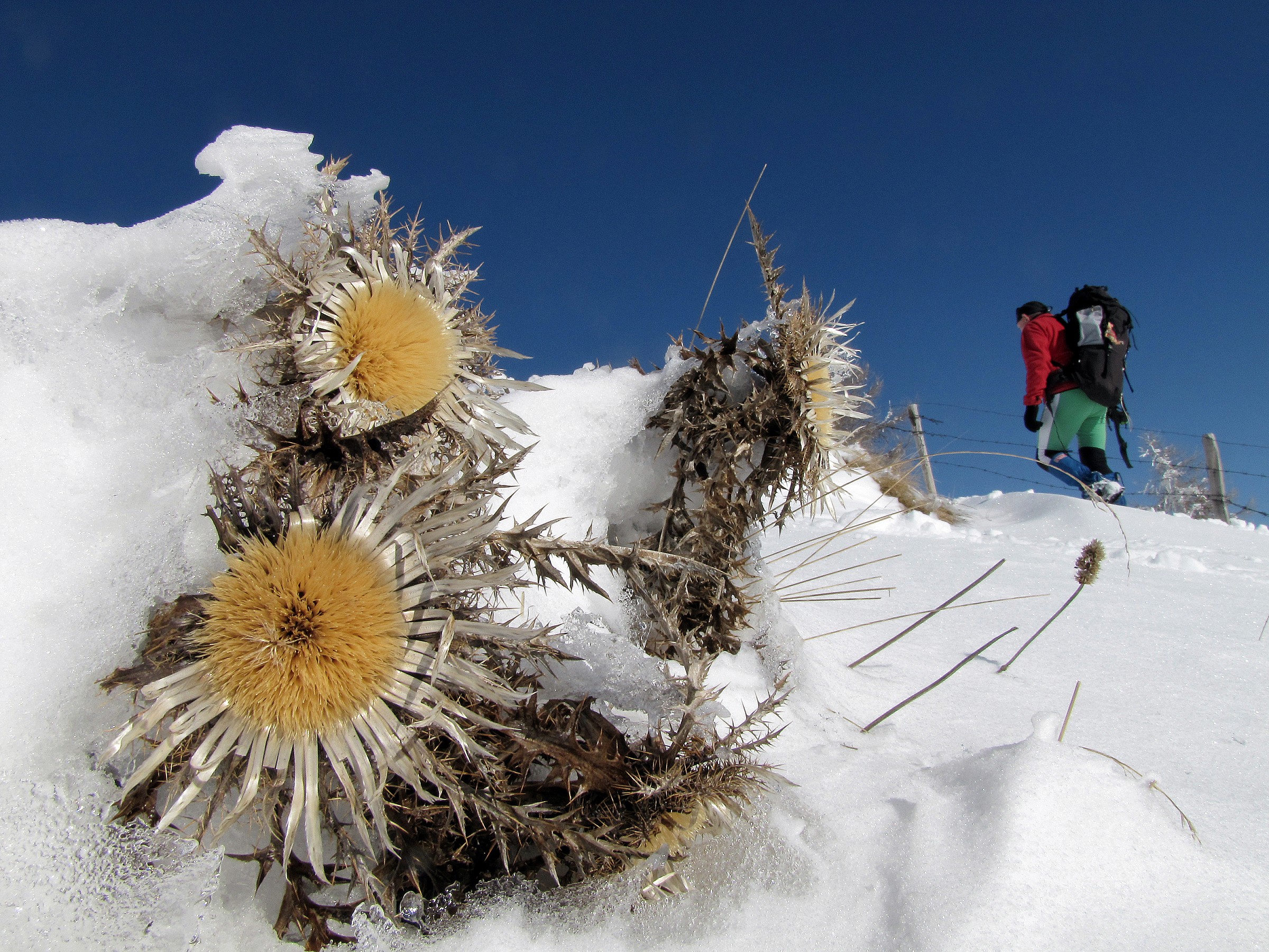 carlina acaulis