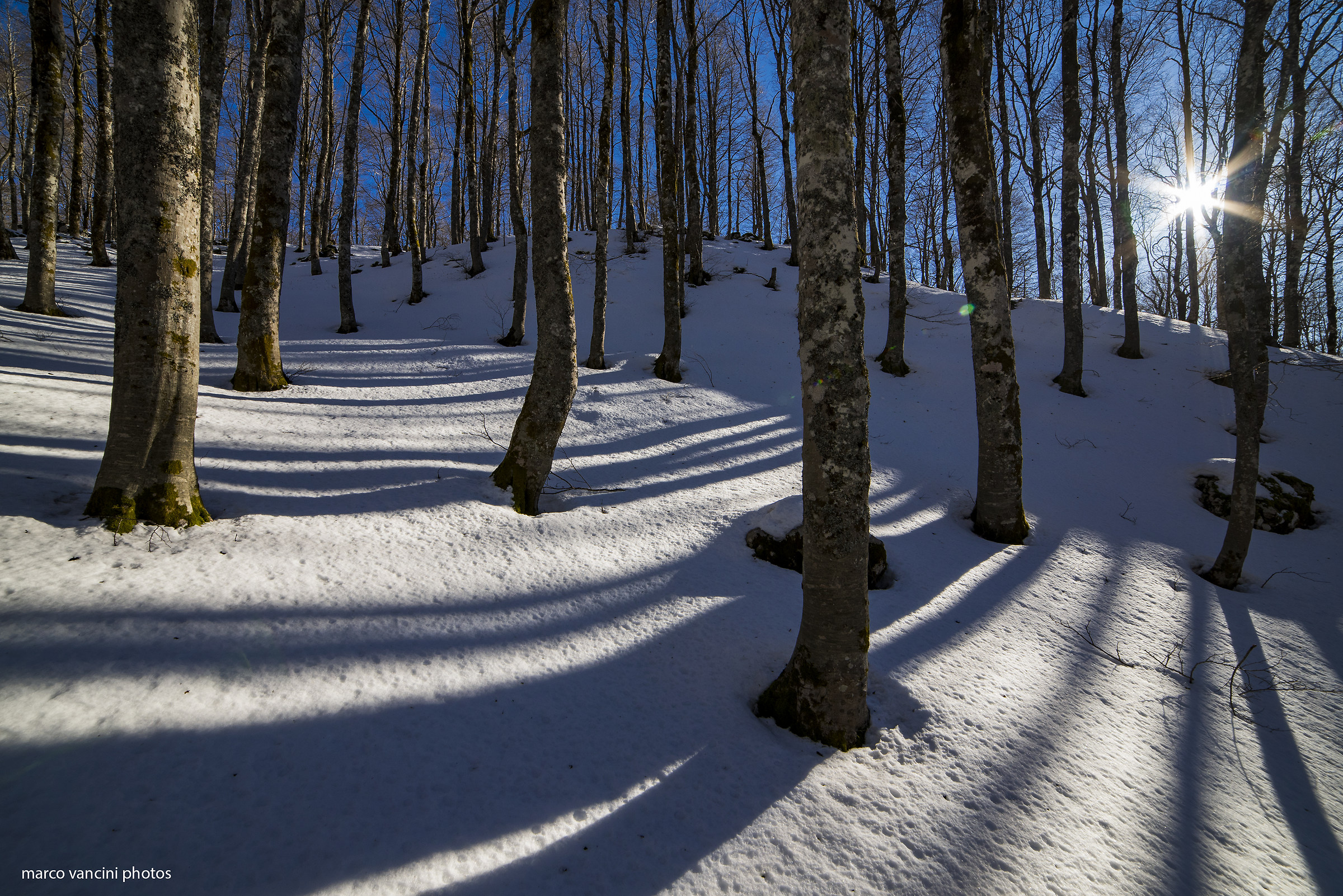 Il sole,la neve e gli alberi