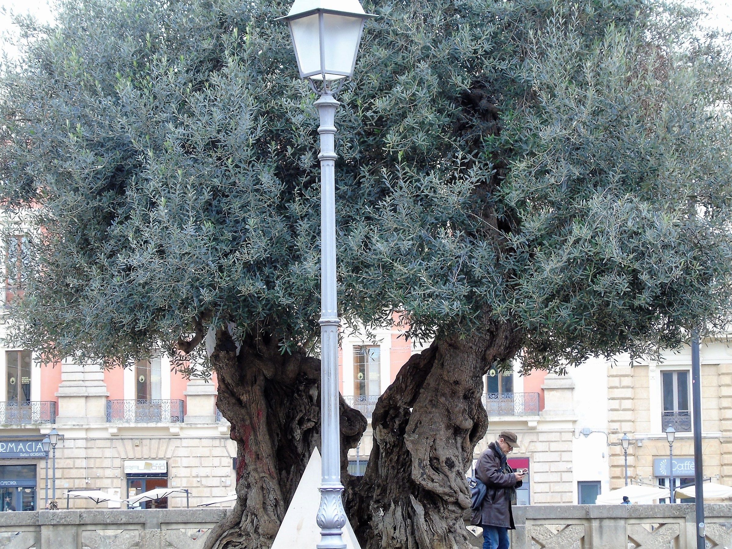 the olive tree in the city