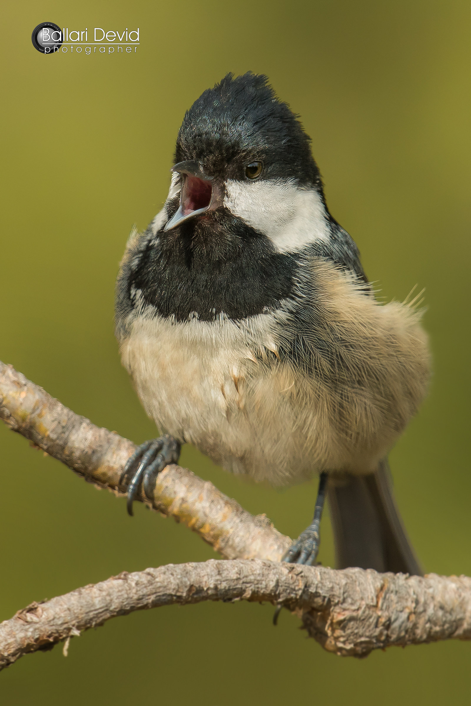 la grande esclusa di Sanremo .. cincia mora