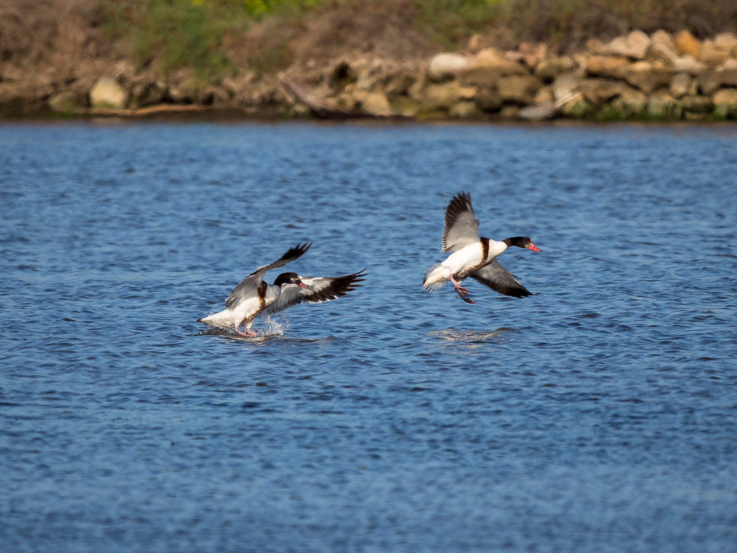 Shelduck # 1