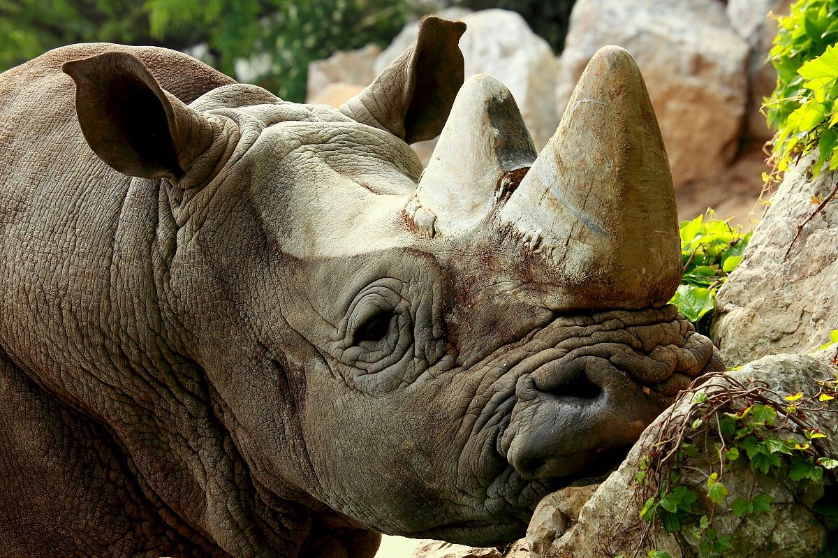 rhino