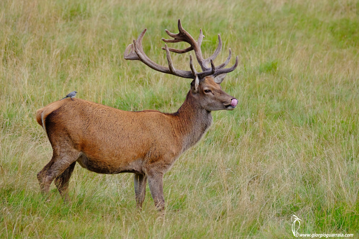 Il cervo e la ballerina