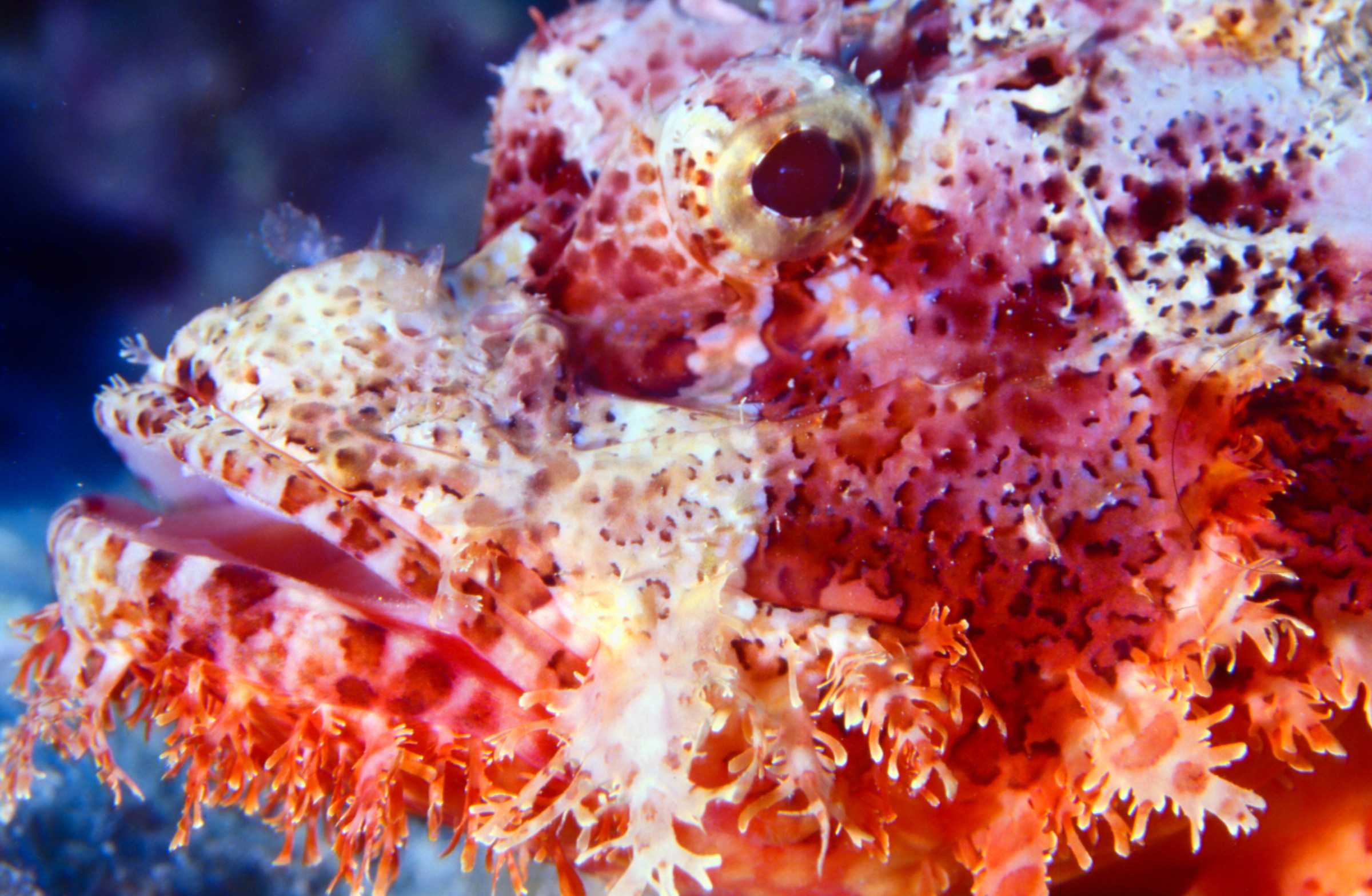 red scorpion fish