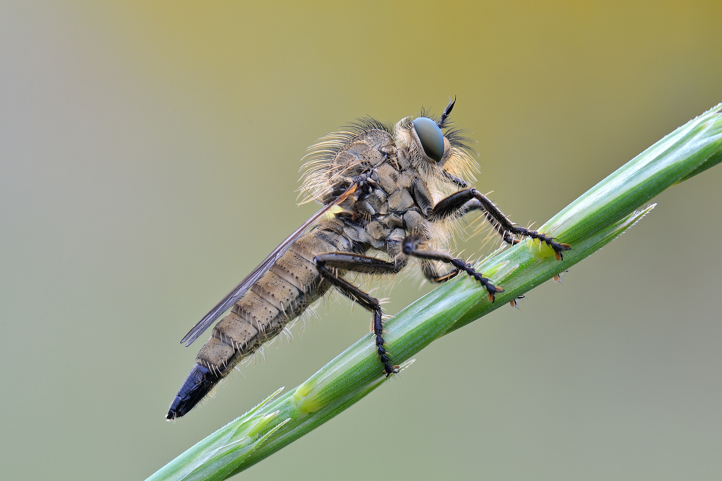 Philonicus albiceps, Asilide