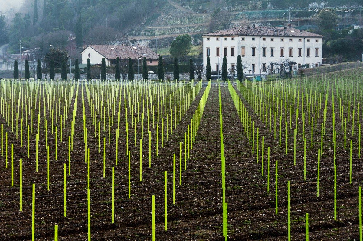 Waiting for it to grow .....