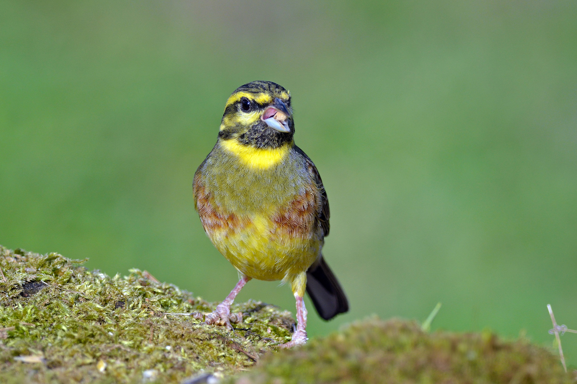 Zigolo nero (Emberiza cirlus) Maschio