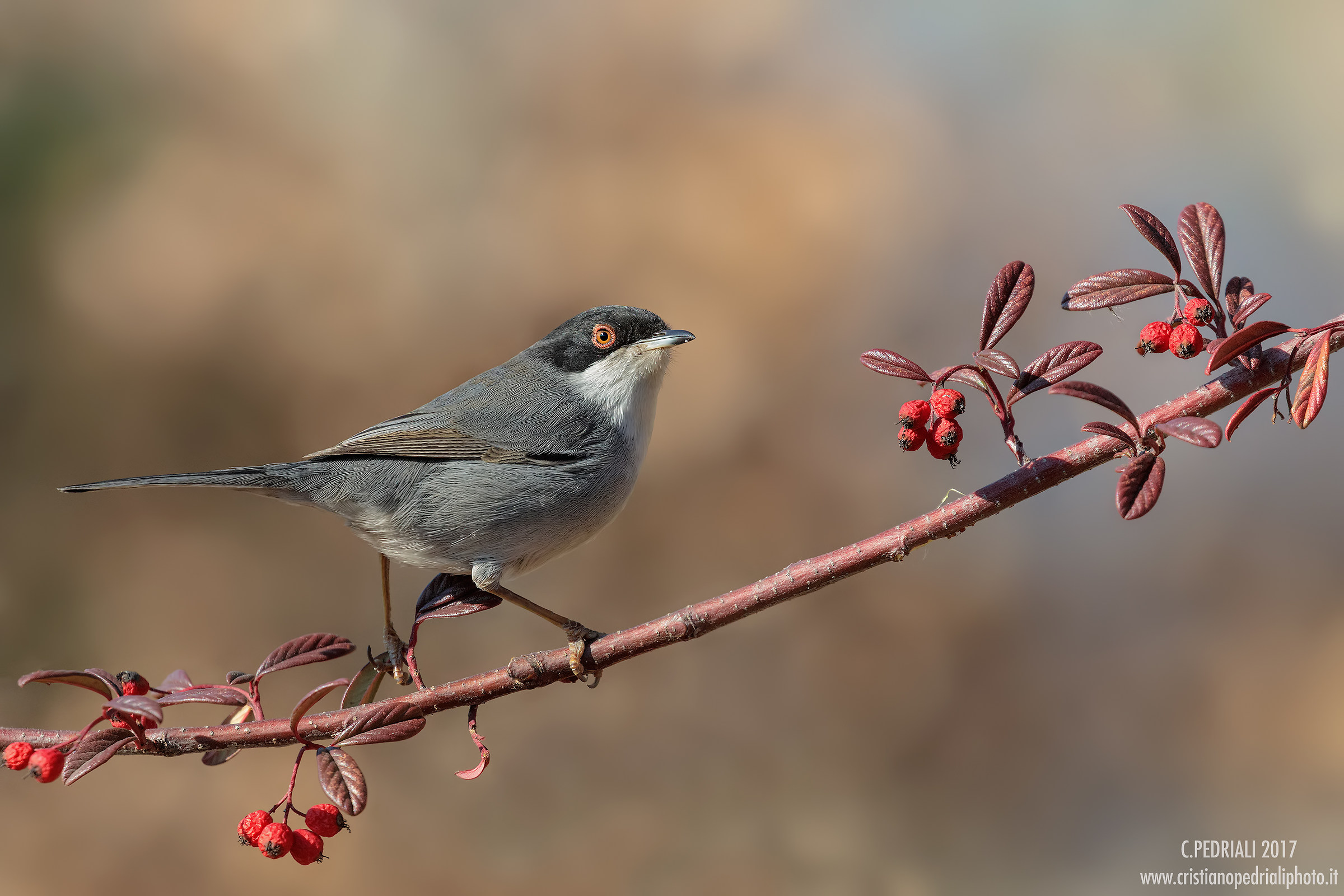 Male warbler and red berries ...