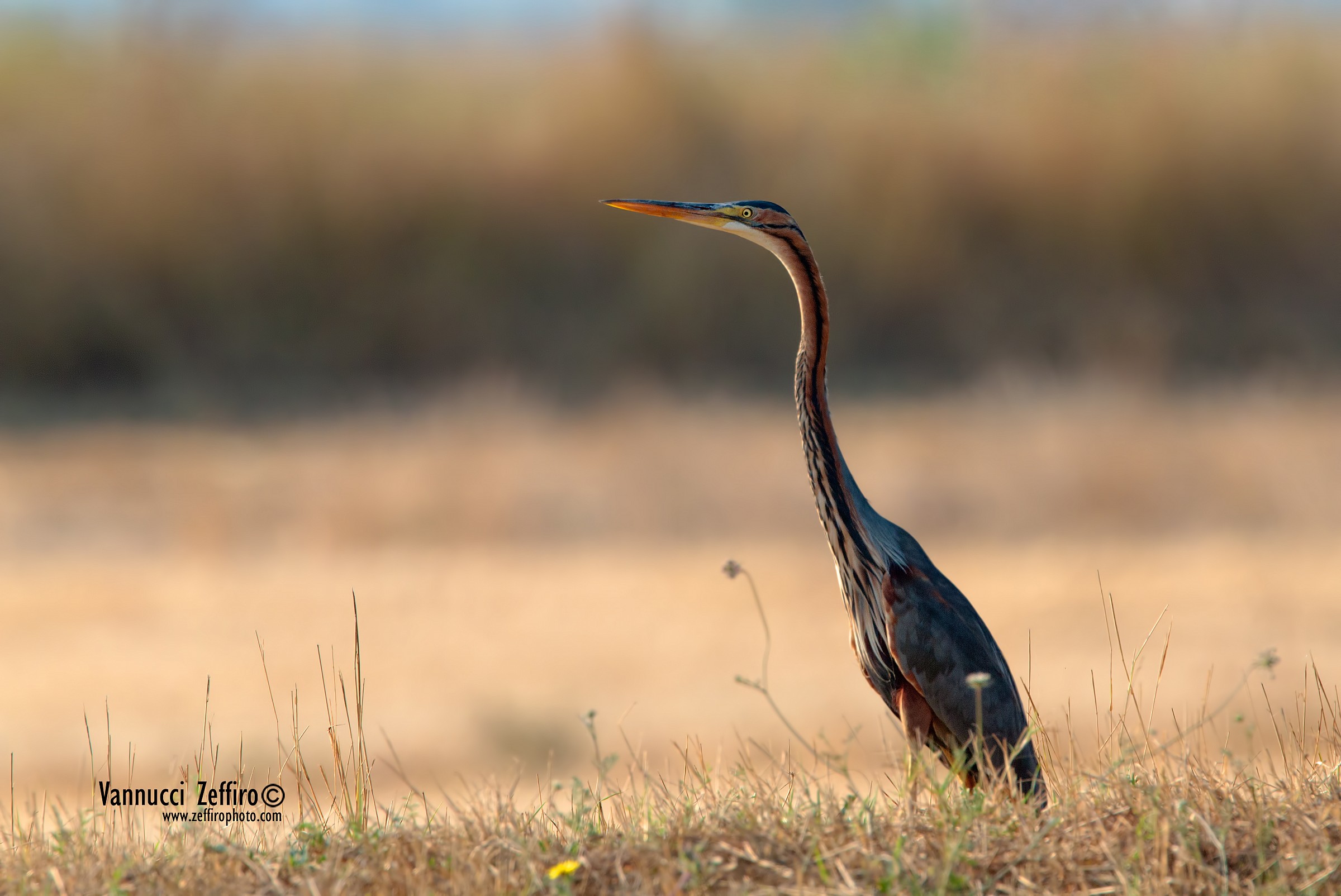 red in research, perhaps me??