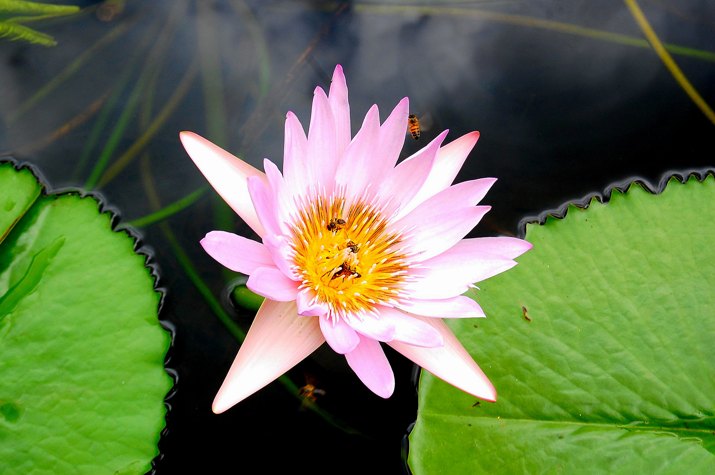 Pamplemousses(Mauritius):ninfea rosa con visitatori