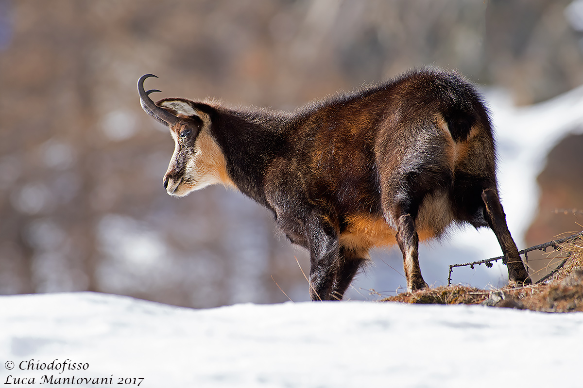 Camoscio
