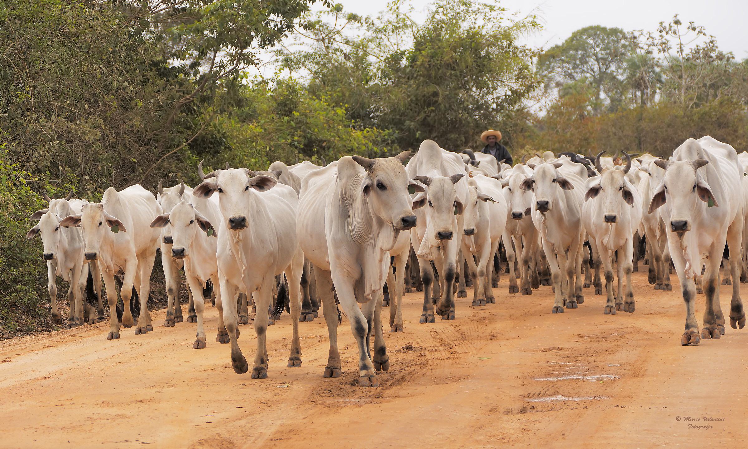 Lungo la Transpantaneira
