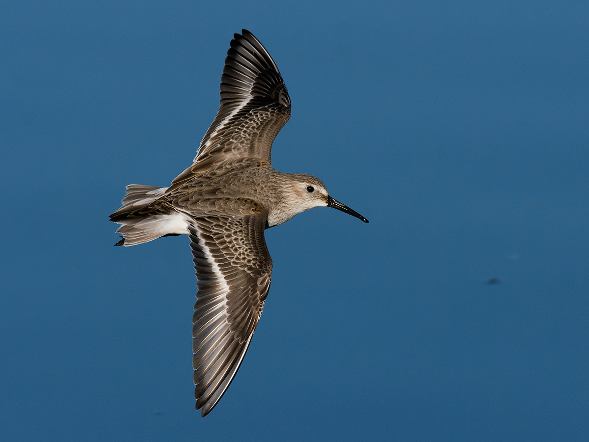 Sandpiper in flight