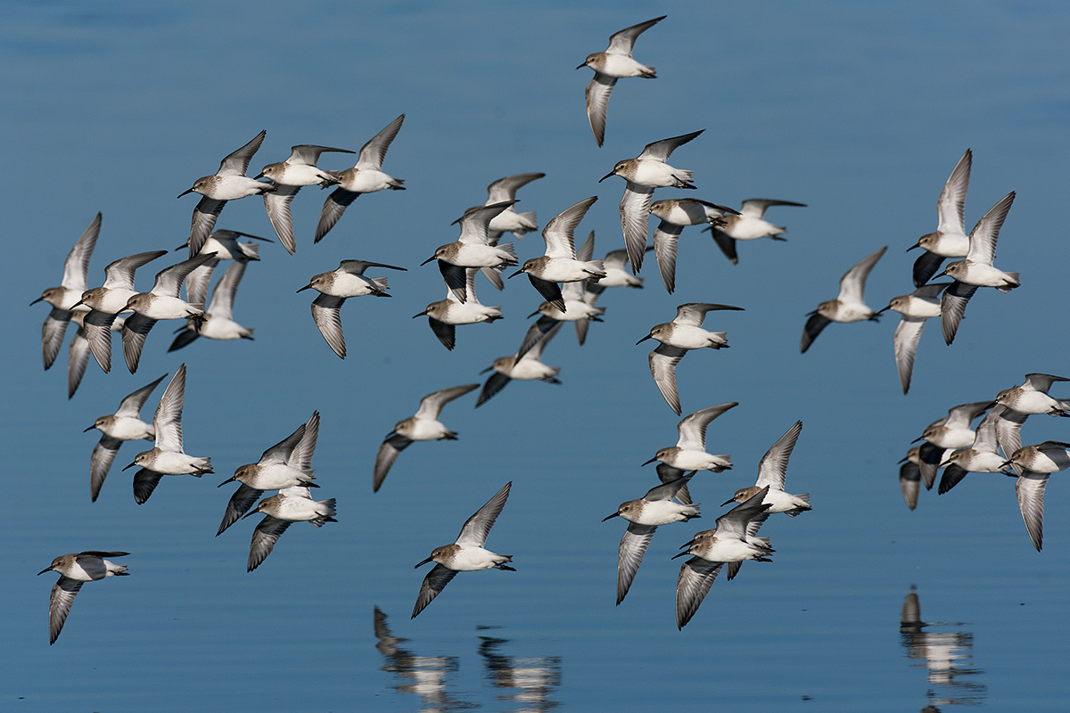 Sandpipers in flight