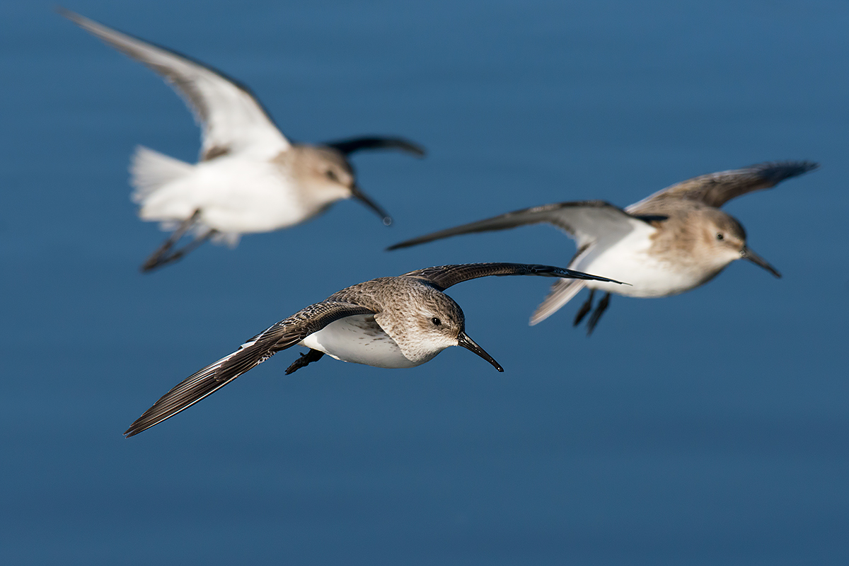 Sandpipers in flight