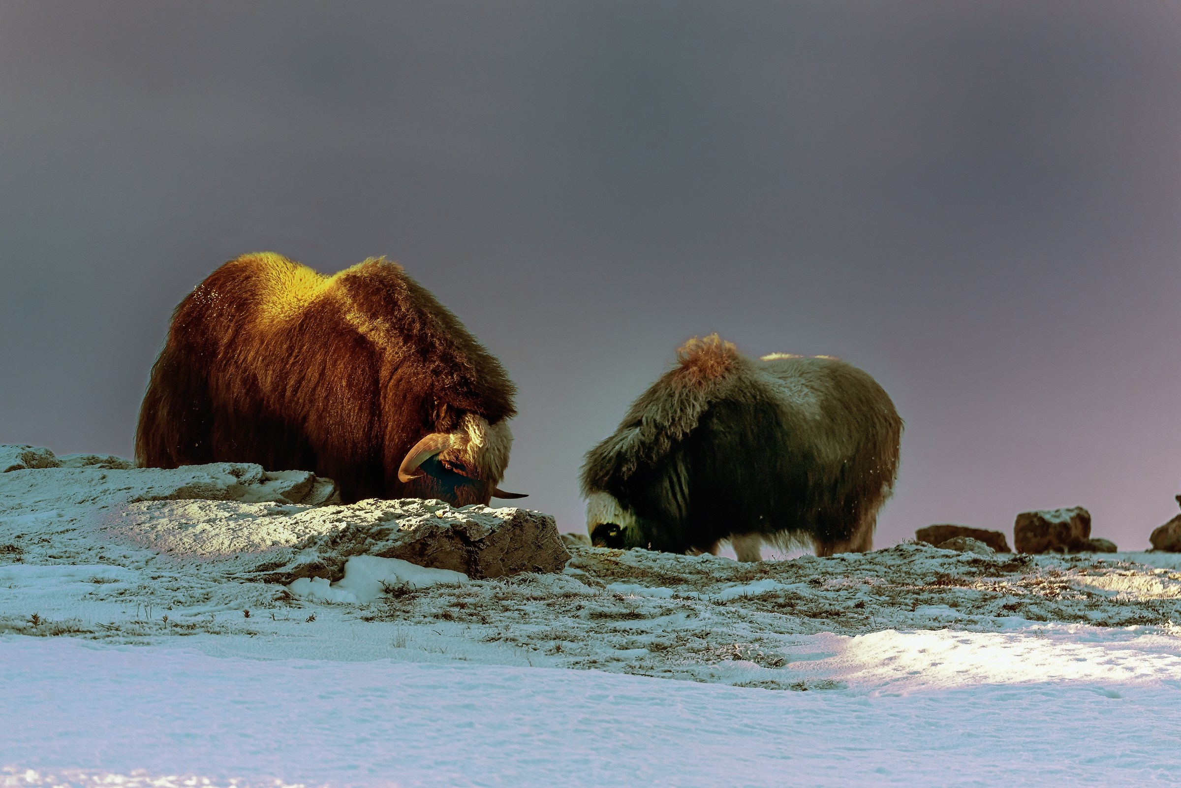 Dovrefjell 2017 - Musk ox