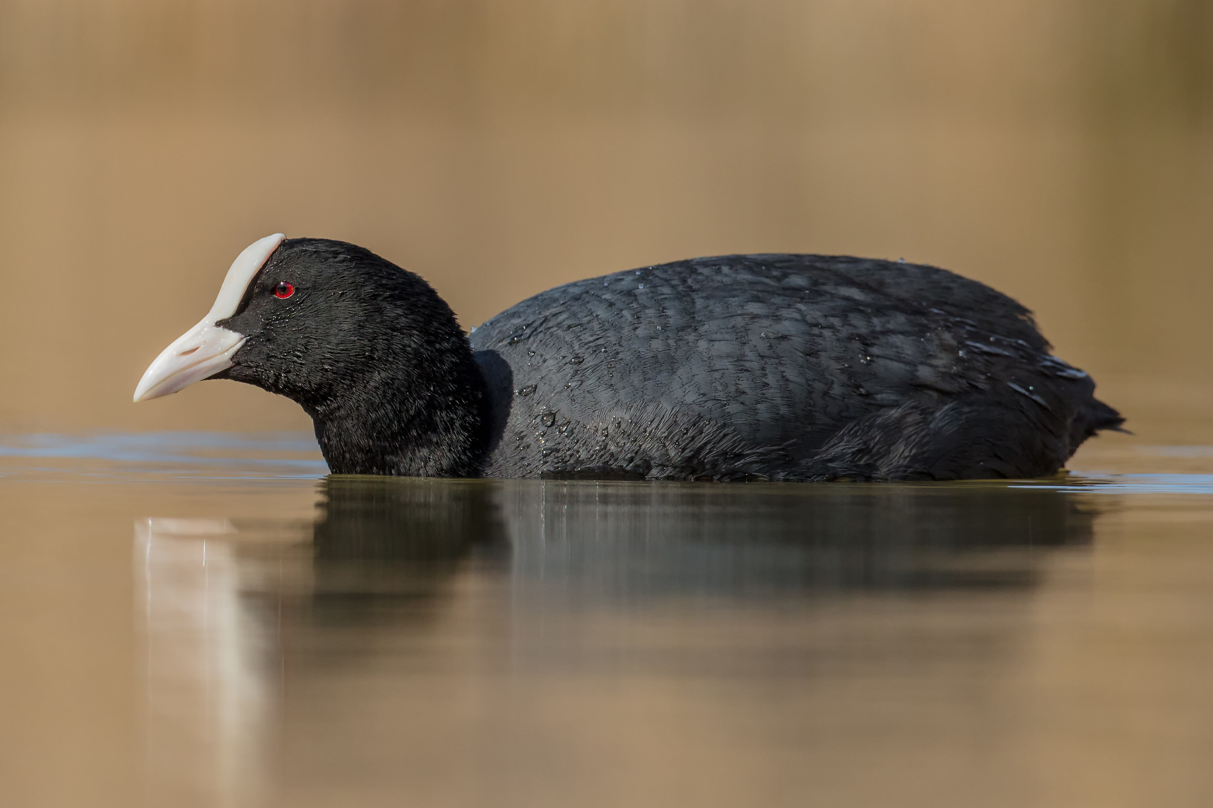 Coot on patrol