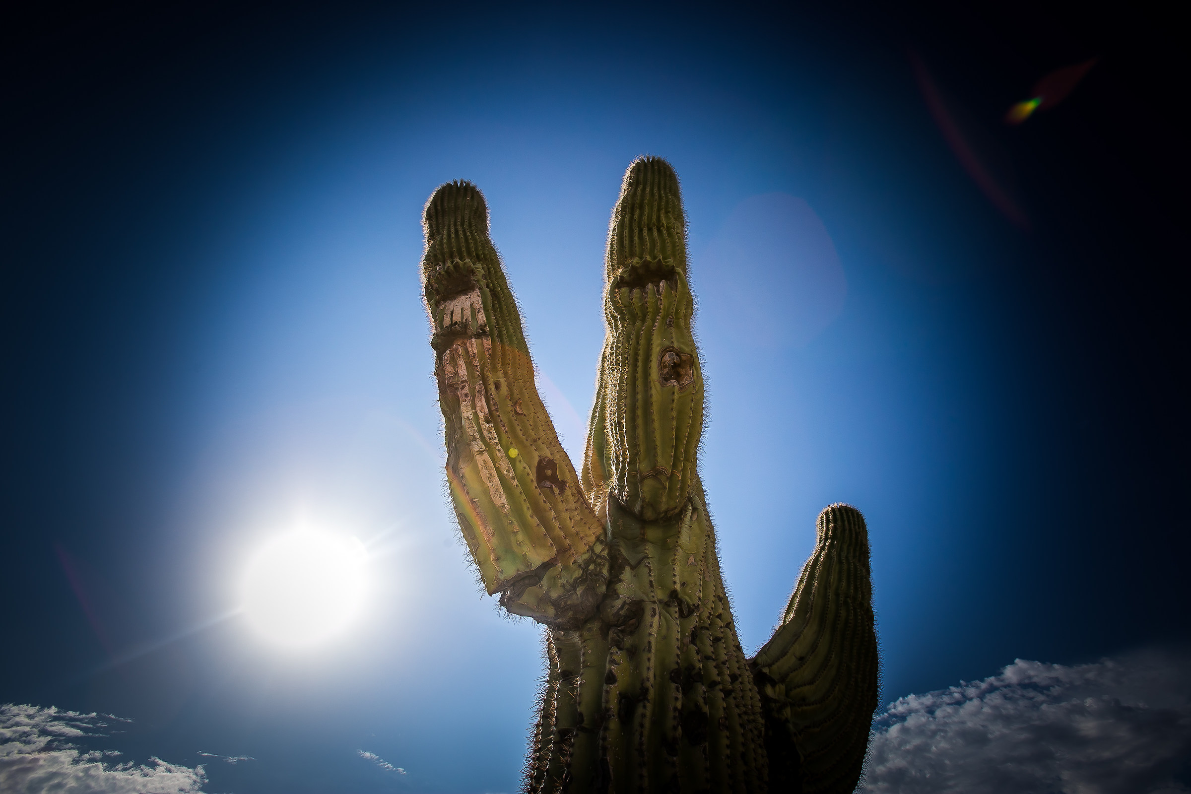 Saguaro - Road to Grand Canyon