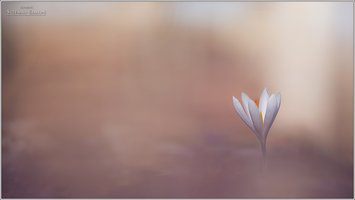 crocus