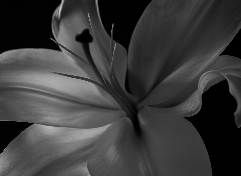 Lilium
