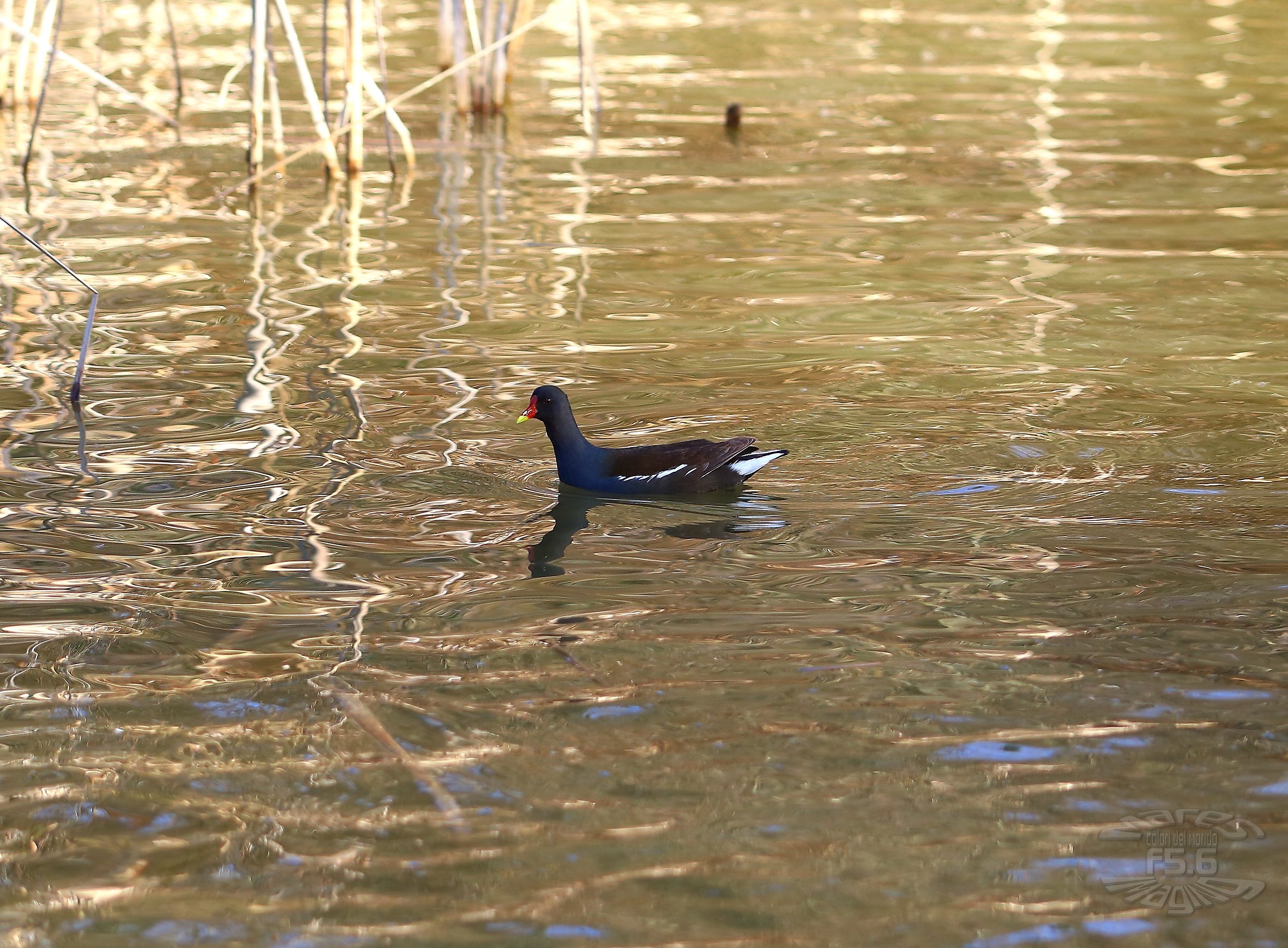 Finalmente fuori dal canneto