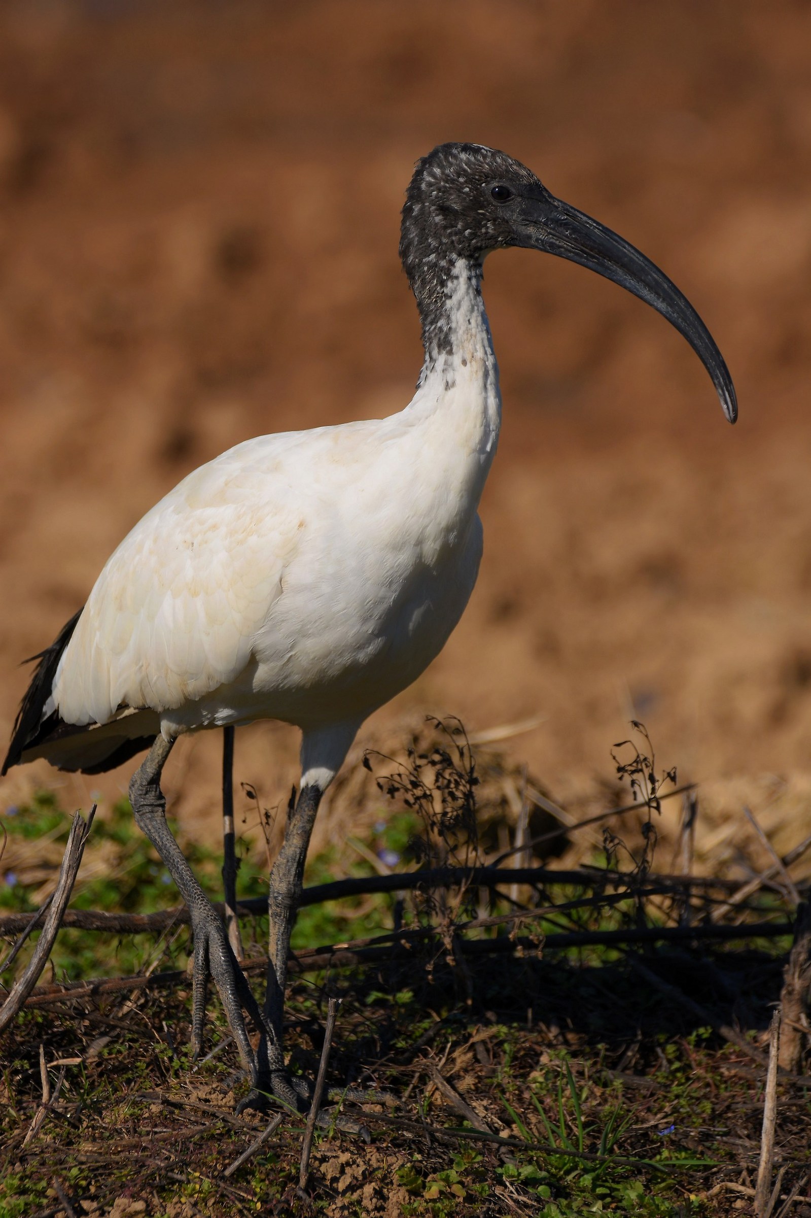 Sacred Ibis