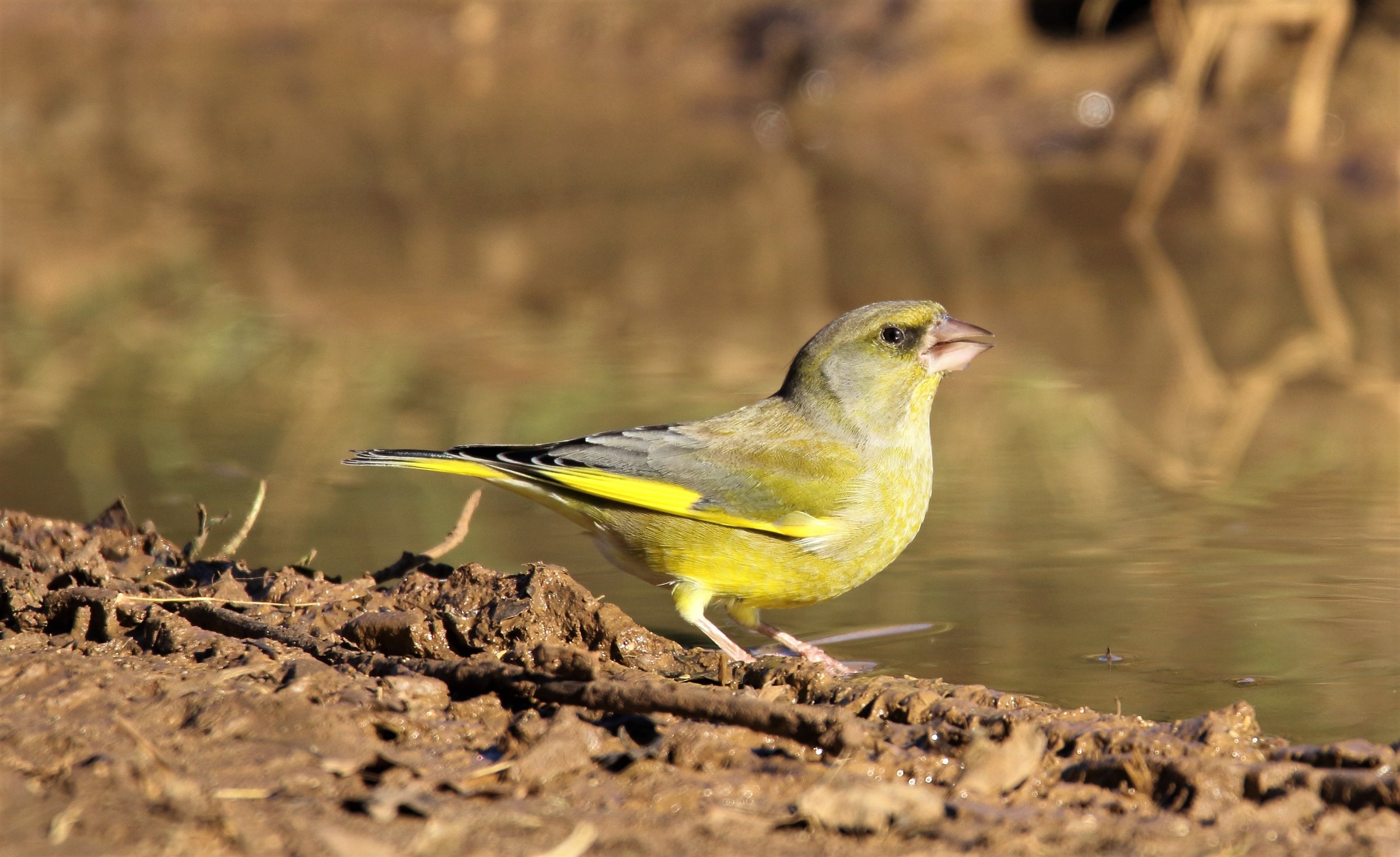 Greenfinch