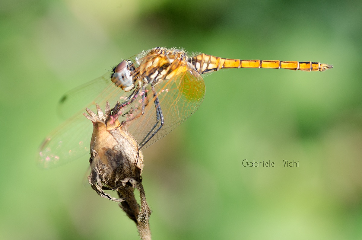 Libellula1