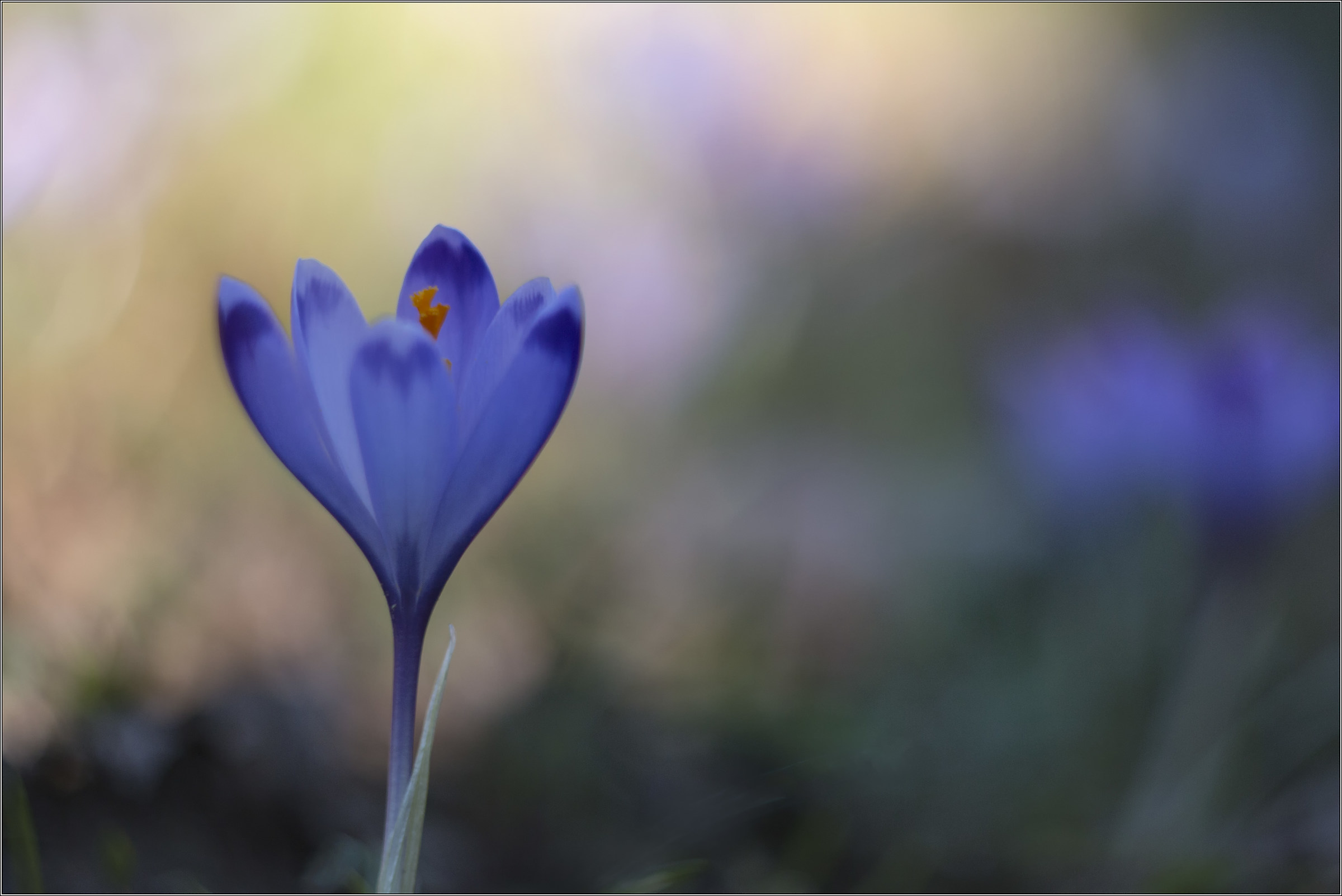 always with Helios 44/3 58 f2