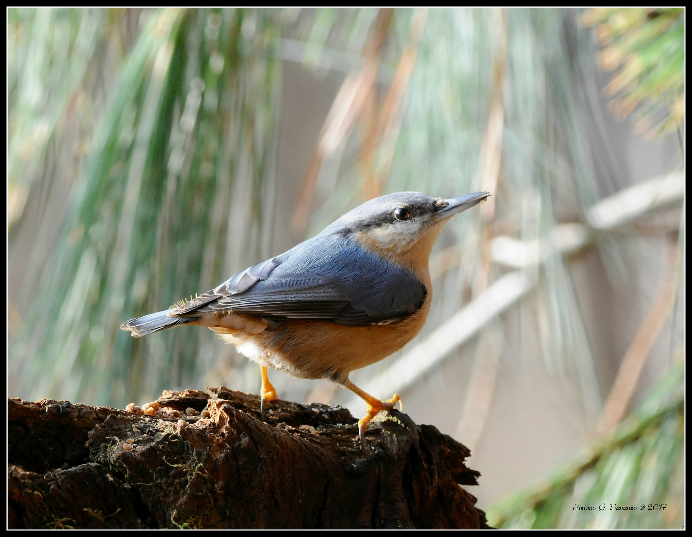 nuthatch