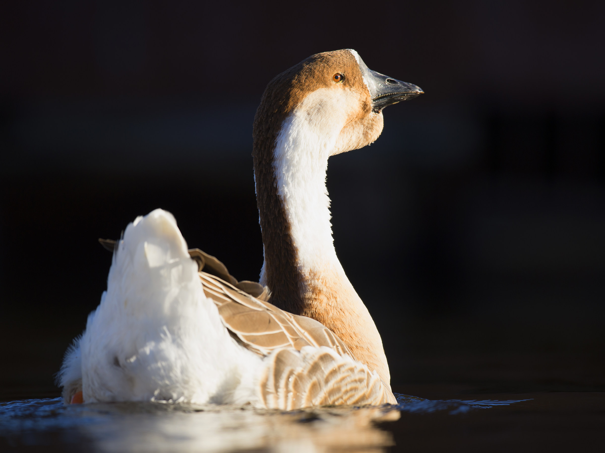 The Venus in the bathroom