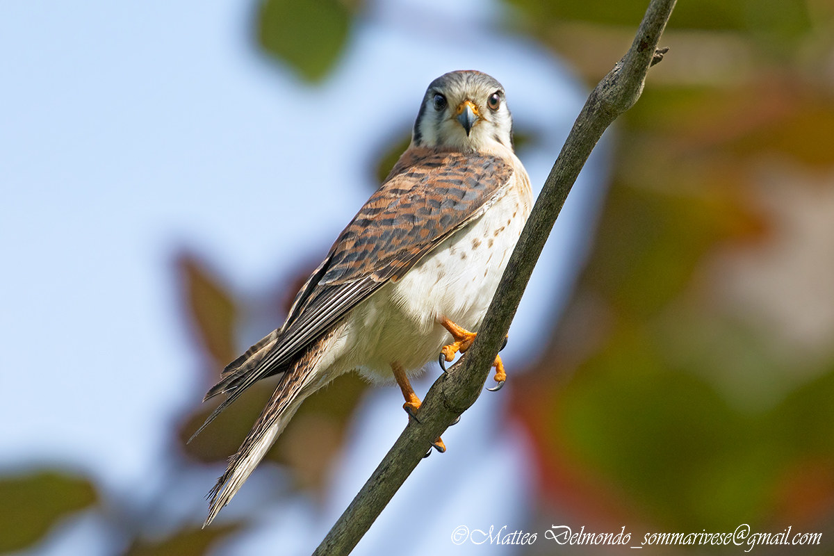 American Kestrel (Falco sparverius)