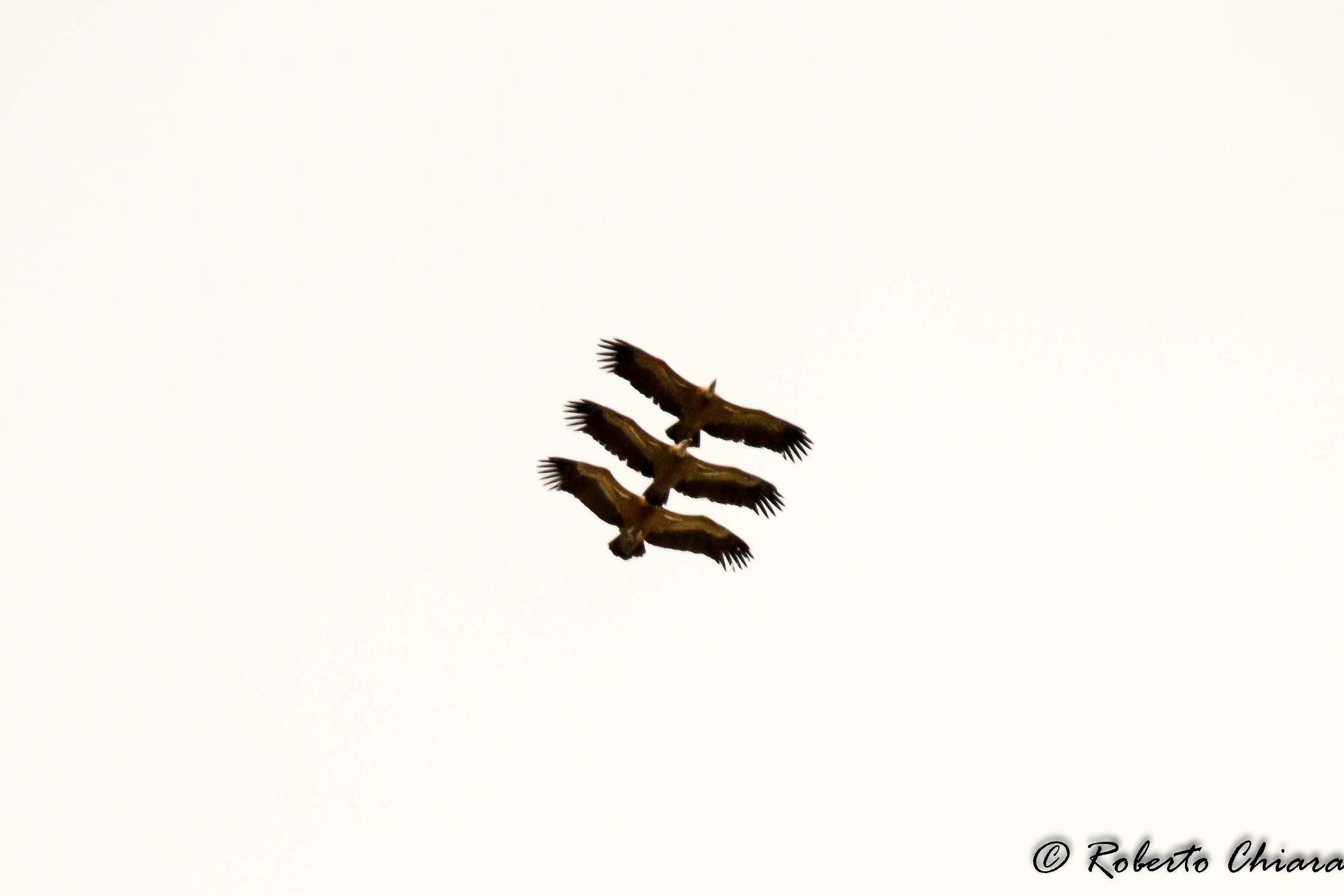 I grifoni in formazione, Gyps fulvus