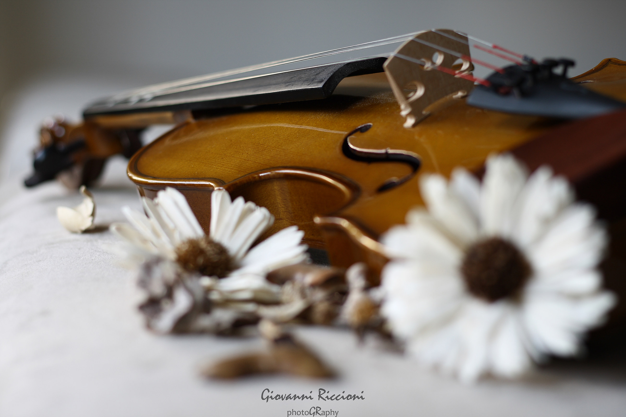 Violin spring