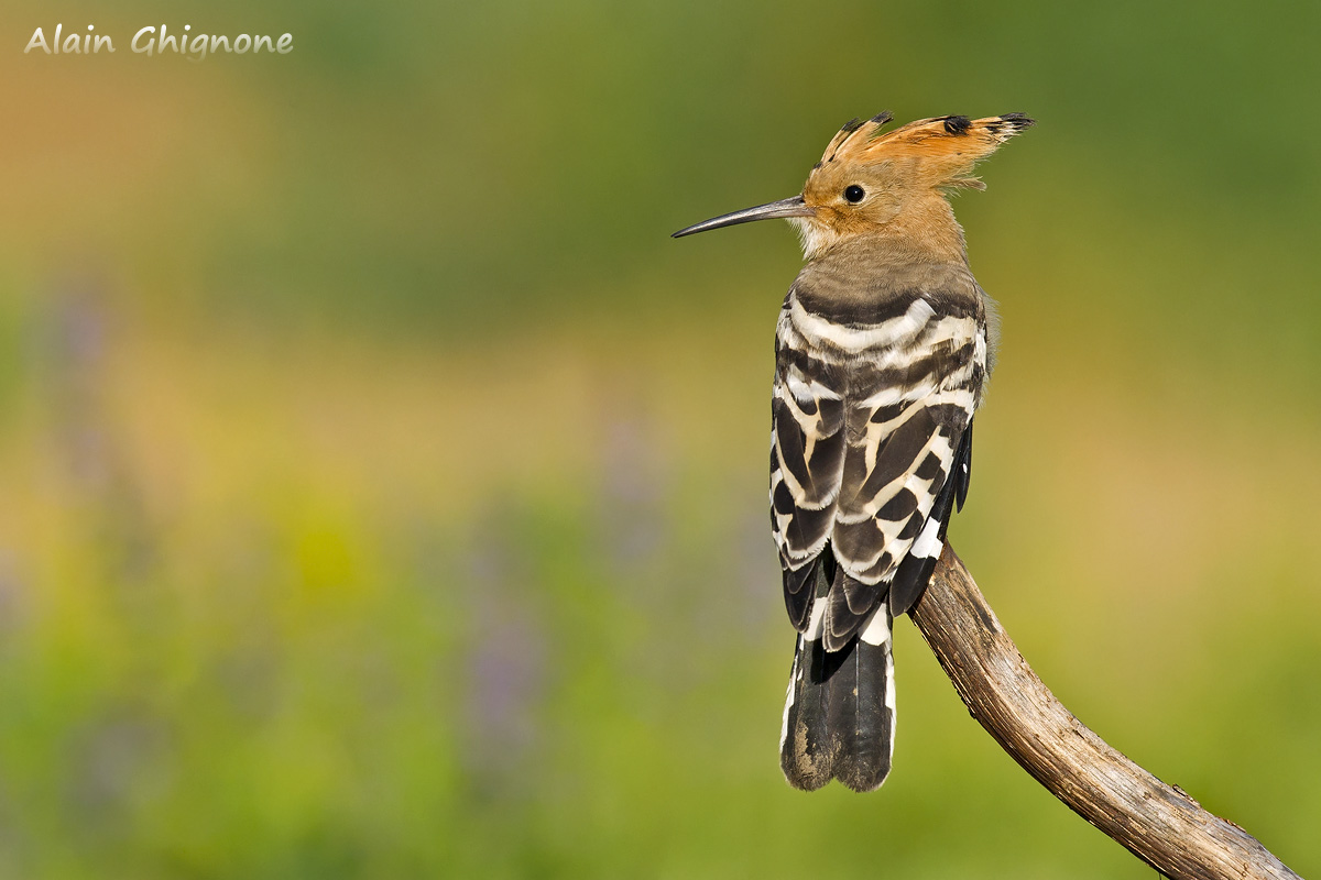 hoopoe colors