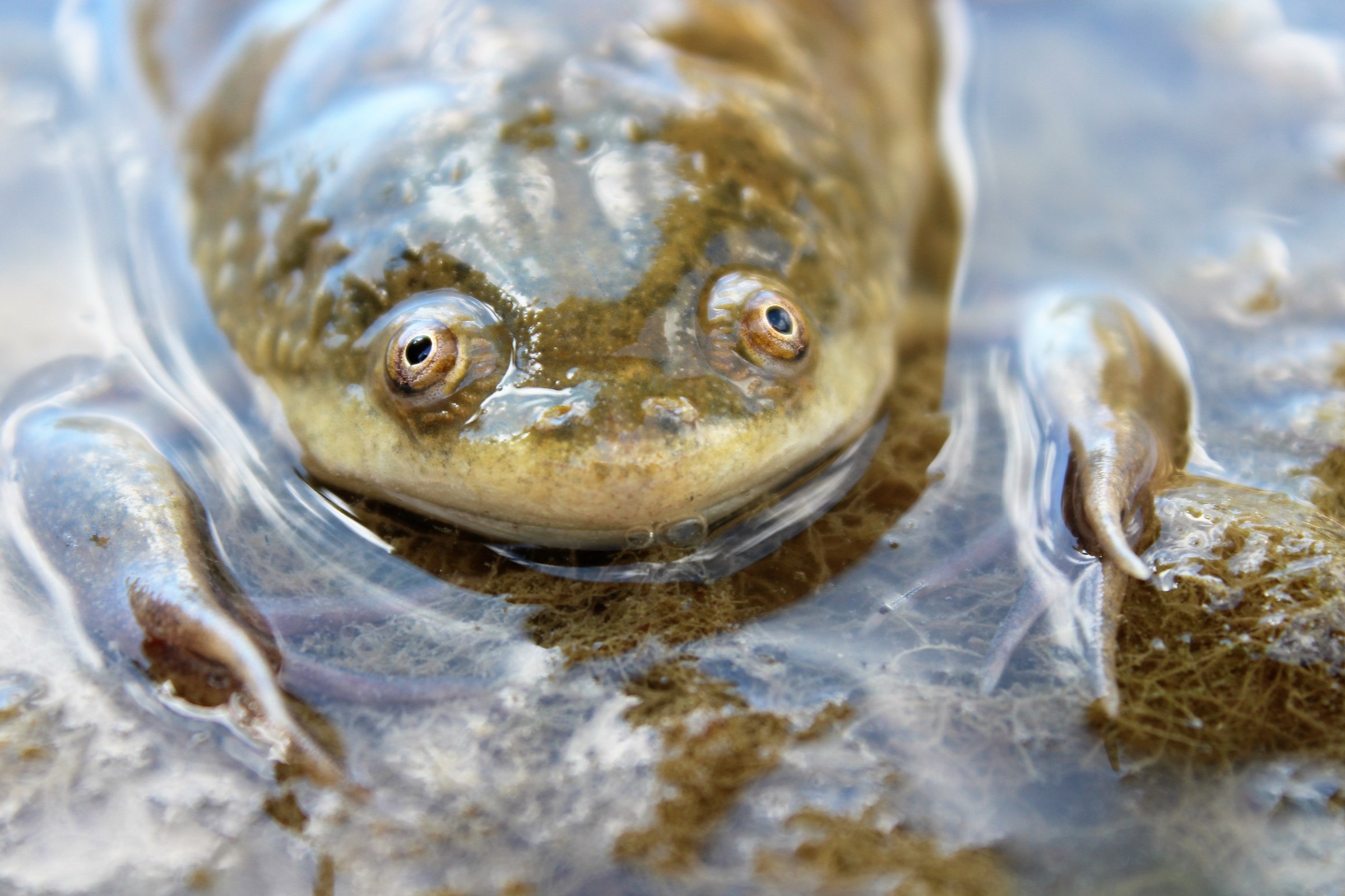 Xenopo liscio, Xenopus laevis